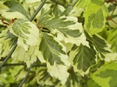 Fagus sylvatica 'Variegata' 